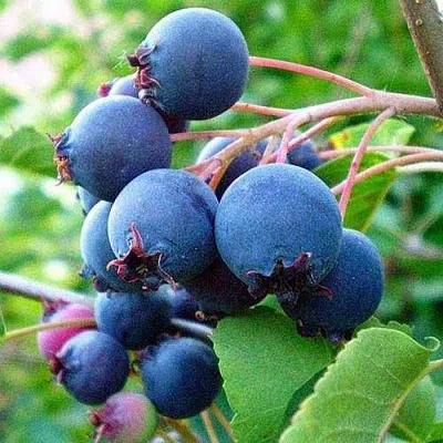 Ирга ПЕМБИНА  Ирга ПЕМБИНА в Смоленске