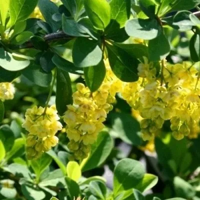 Барбарис ИНДИАН САММЕР   Барбарис ИНДИАН САММЕР  в Смоленске