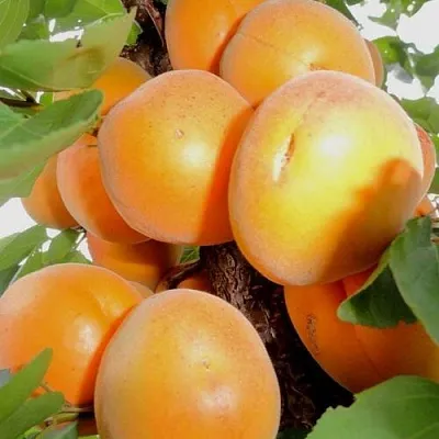 Абрикос ДЕСЕРТНЫЙ в Смоленске