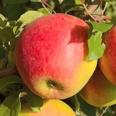 Яблоня САКАВИТА  Яблоня САКАВИТА в Смоленске