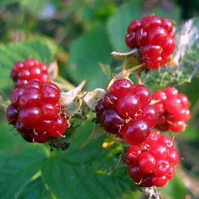 Княженика АСТРА в Смоленске