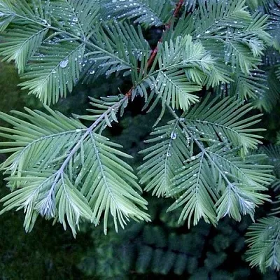 Метасеквойя Метасеквойя в Смоленске