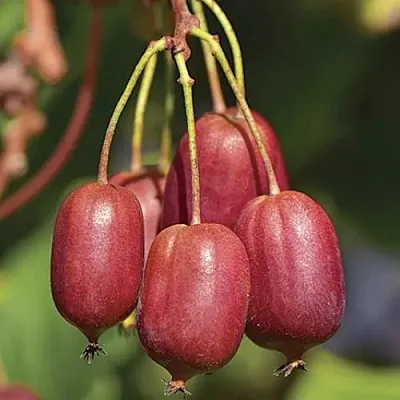 Актинидия СКАРЛЕТ СЕПТЕМБЕР аргута  Актинидия СКАРЛЕТ СЕПТЕМБЕР аргута в Смоленске