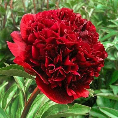 Пион РЕД ГРЕЙС травянистый  Пион РЕД ГРЕЙС травянистый в Смоленске