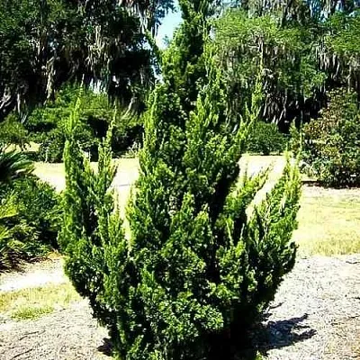 Можжевельник КАЙЗУКА китайский  Можжевельник КАЙЗУКА китайский в Смоленске