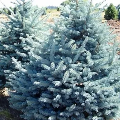 Ель ГЛАУКА колючая в Смоленске