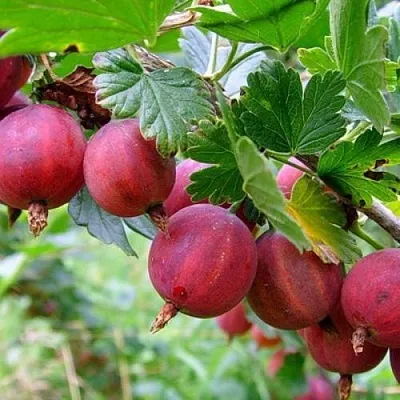 Крыжовник КРАСНОСЛАВЯНСКИЙ в Смоленске