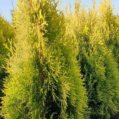 Туя ГОЛДЕН СМАРАГД западная в Смоленске