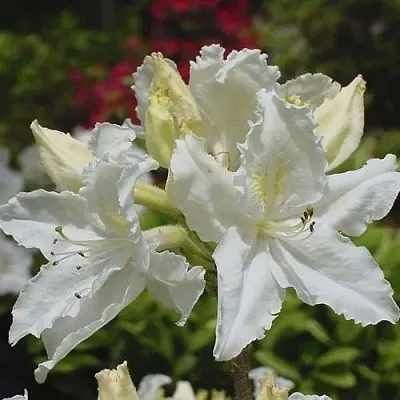 Азалия ОКСИДОЛ листопадная  Азалия ОКСИДОЛ листопадная в Смоленске