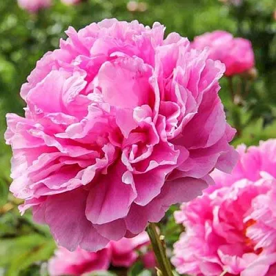 Пион АЛЕКСАНДР ФЛЕМИНГ травянистый  Пион АЛЕКСАНДР ФЛЕМИНГ травянистый в Смоленске