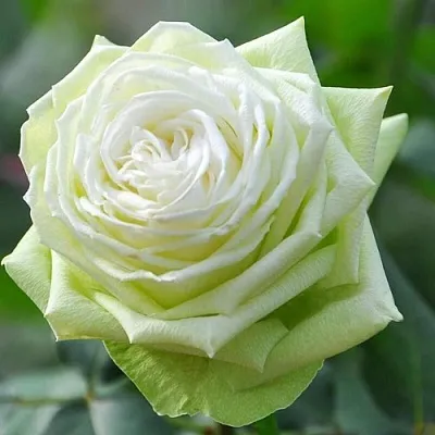 Саженцы роз ВАКАНА японская в Смоленске