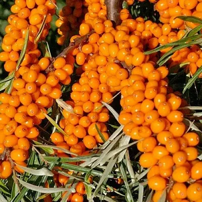 Облепиха ЕЛИЗАВЕТА в Смоленске