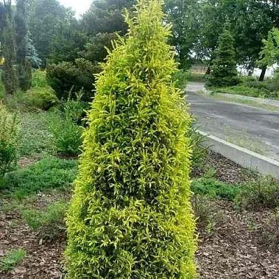 Можжевельник ГОЛД КОН обыкновенный  Можжевельник ГОЛД КОН обыкновенный в Смоленске