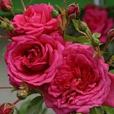 Саженцы роз ЛАГУНА плетистая  Саженцы роз ЛАГУНА плетистая в Смоленске