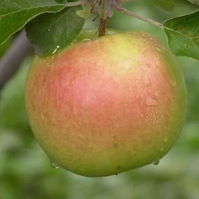 Яблоня БРЯНСКОЕ ЗОЛОТИСТОЕ  Яблоня БРЯНСКОЕ ЗОЛОТИСТОЕ в Смоленске