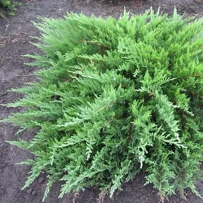 Можжевельник ТАМАРИСЦИФОЛИЯ казацкий  Можжевельник ТАМАРИСЦИФОЛИЯ казацкий в Смоленске