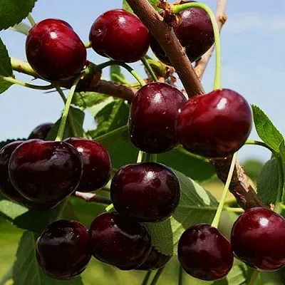 Вишня РОВЕСНИЦА  Вишня РОВЕСНИЦА в Смоленске