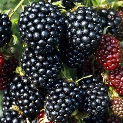 Ежевика ЭВЕРГРИН бесшипная  Ежевика ЭВЕРГРИН бесшипная в Смоленске