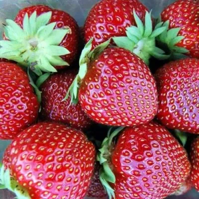 Клубника МАЛЬВИНА — описание сорта Клубника МАЛЬВИНА в Смоленске