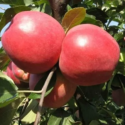 Яблоня ЗАСЛАВСКОЕ  Яблоня ЗАСЛАВСКОЕ в Смоленске