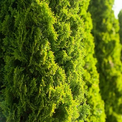 Туя Туя в Смоленске