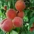 Персик САНКРЕСТ в Смоленске