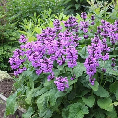 Буквица крупноцветковая  Буквица крупноцветковая в Смоленске