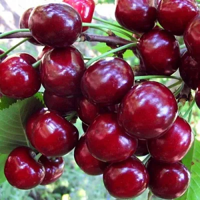 Вишня ЖУКОВСКАЯ  Вишня ЖУКОВСКАЯ в Смоленске