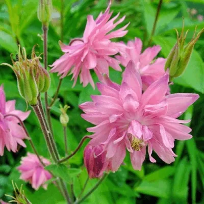 Аквилегия БАРЛОУ ПИНК гибрид МакКаны — описание сорта Аквилегия БАРЛОУ ПИНК гибрид МакКаны в Смоленске