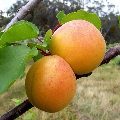 Абрикос ОРЛОВЧАНИН в Смоленске