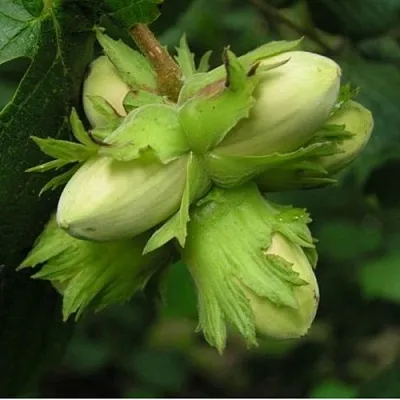Фундук ТАМБОВСКИЙ ПОЗДНИЙ в Смоленске