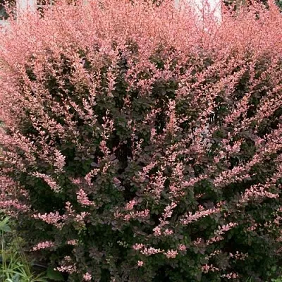 Барбарис РОУЗ ГЛОУ тунберга  Барбарис РОУЗ ГЛОУ тунберга в Смоленске