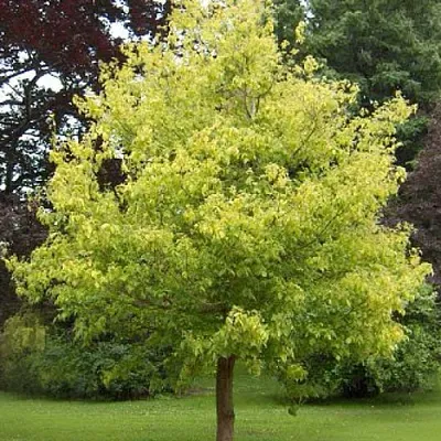 Клен ясенелистный  Клен ясенелистный в Смоленске