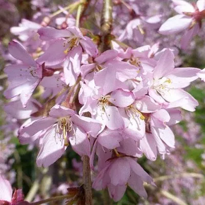 Сакура ПЕНДУЛА РУБРА  Сакура ПЕНДУЛА РУБРА в Смоленске