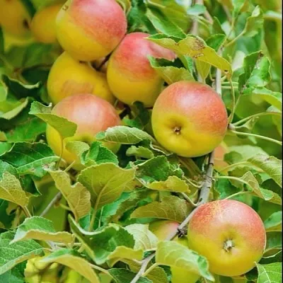 Яблоня ПАМЯТЬ БЛЫНСКОГО колонновидная  Яблоня ПАМЯТЬ БЛЫНСКОГО колонновидная в Смоленске