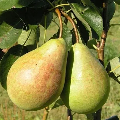 Груша ДУХМЯНАЯ  Груша ДУХМЯНАЯ в Смоленске