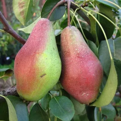 Груша ЯКОВЛЕВСКАЯ в Смоленске