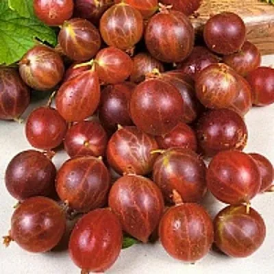 Крыжовник ОЛАВИ (ХИННОНМАЕН ПУНАЙНЕН) в Смоленске