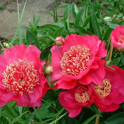 Пион БАРРИНГТОН БЕЛЬ травянистый  Пион БАРРИНГТОН БЕЛЬ травянистый в Смоленске