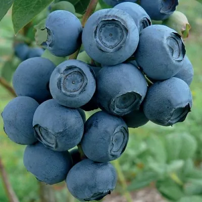 Голубика РУБЕЛ  Голубика РУБЕЛ в Смоленске