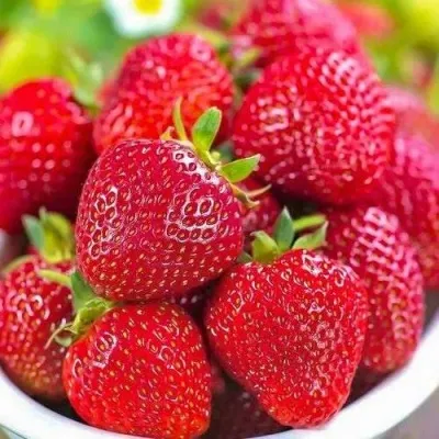 Клубника СИЛЬВИЯ в Смоленске