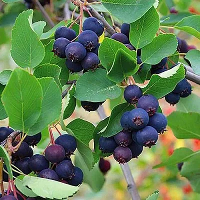 Ирга THIESSEN  Ирга THIESSEN в Смоленске