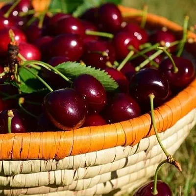 Вишня НЕСВИЖСКАЯ  Вишня НЕСВИЖСКАЯ в Смоленске