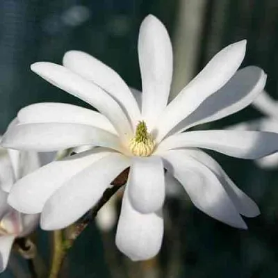 Магнолия РОЯЛ СТАР в Смоленске