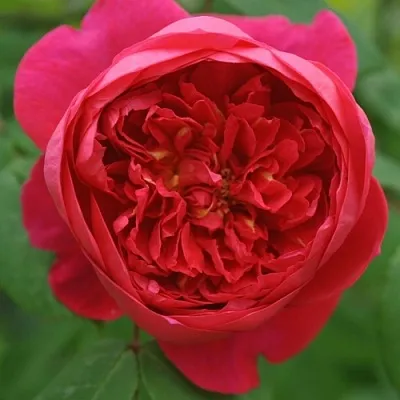 Саженцы роз БЕНДЖАМИН БРИТТЕН шраб  Саженцы роз БЕНДЖАМИН БРИТТЕН шраб в Смоленске