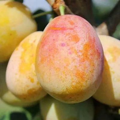 АПРИМИРА  АПРИМИРА в Смоленске