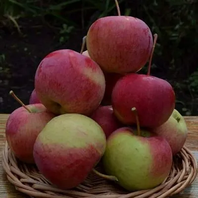 Яблоня РОДНИКОВАЯ  Яблоня РОДНИКОВАЯ в Смоленске