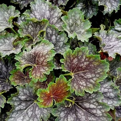 Гейхера МАРВЕЛОС МАРБЛ СИЛЬВЕР  Гейхера МАРВЕЛОС МАРБЛ СИЛЬВЕР в Смоленске