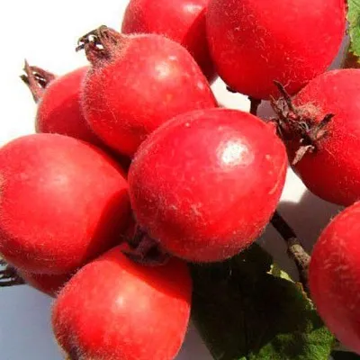 Боярышник в Смоленске