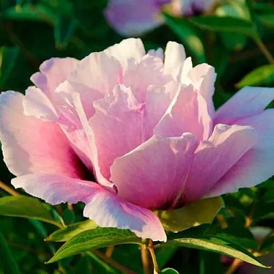 Пион ВРАТА ХРАМА древовидный   Пион ВРАТА ХРАМА древовидный  в Смоленске